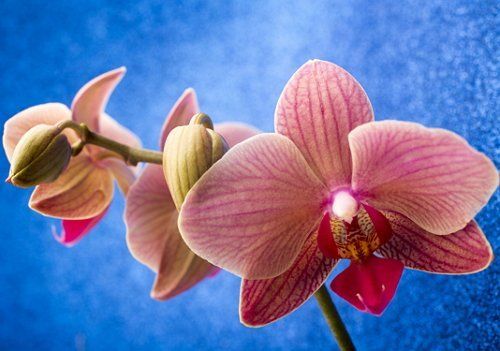 Фото орхидеи начало цветения